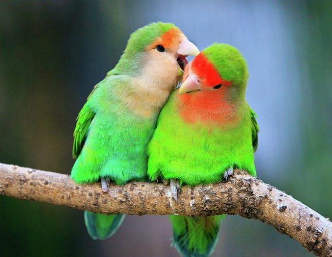 16 Cara Ternak Burung Lovebird Mudah Di Pahami [ TERLENGKAP ]