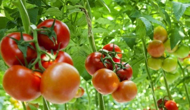 √ Cara Mudah Menanam Tomat Yang Mudah dan Benar Agar Menghasilkan Buah Yang Lebat Terlengkap