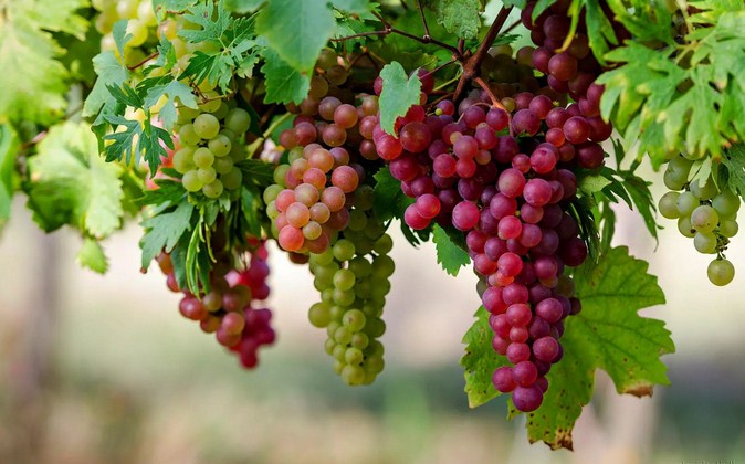 √ 6 Cara Budidaya Buah Anggur Terlengkap