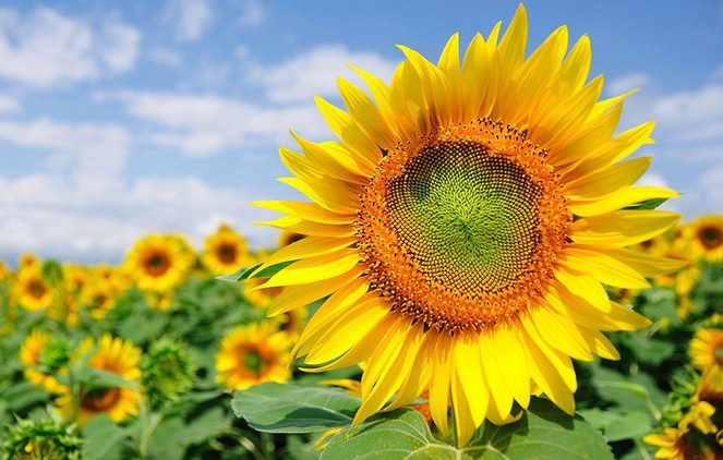 √ 7 Cara Menanam Bunga Matahari Terlengkap