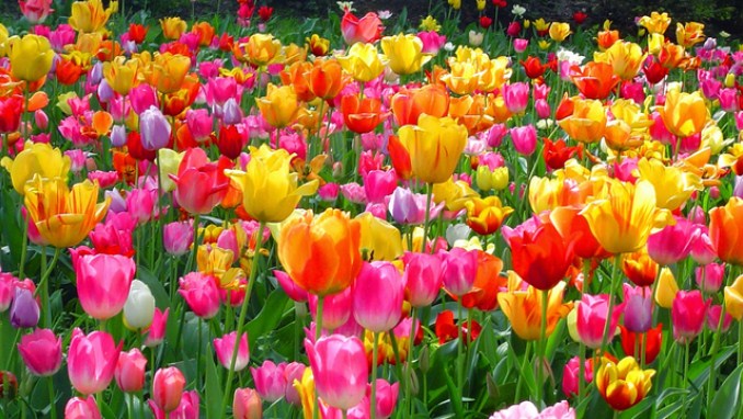 √ Cara Menanam Bunga Tulip Terlengkap