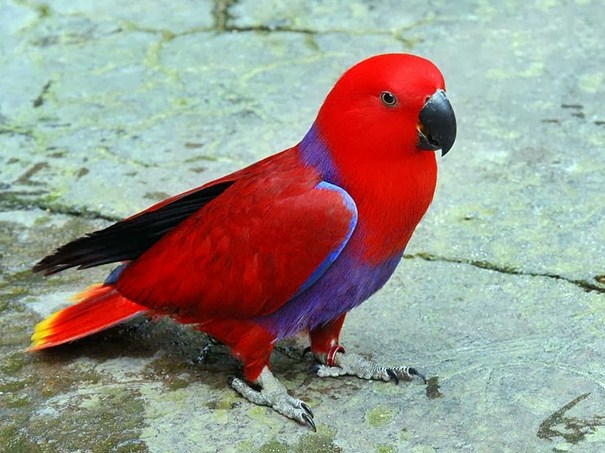 √ 9 Cara Budidaya Burung Nuri Kepala Merah Terlengkap
