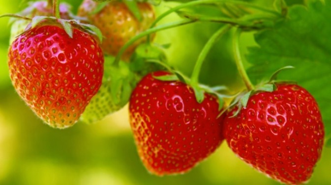 √ 6 Cara Menanam Buah Strawberry Terlengkap