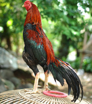 √ 10 Cara Mudah Beternak Ayam Bangkok untuk Pemula Terlengkap 