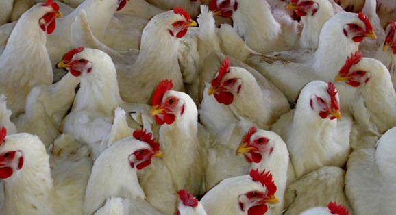 √ 6 Langkah Budidaya Ayam Broiler Terlengkap 