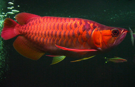 √ Cara Budiaya Ikan Arwana Super Red Bagi Pemula Terlengkap