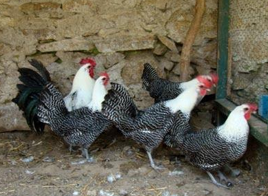 √ Cara Berternak Ayam Arab yang Efektif Secara Lengkap