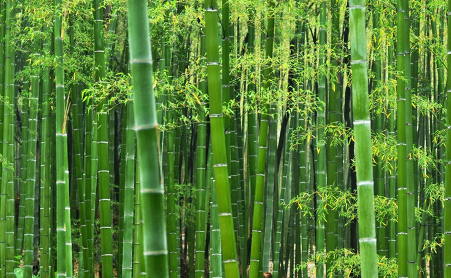 √ Cara Menanam Pohon Bambu untuk Pemula Terlengkap 