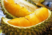 √ Cara Budidaya Durian Musang King Bagi Pemula Terlengkap