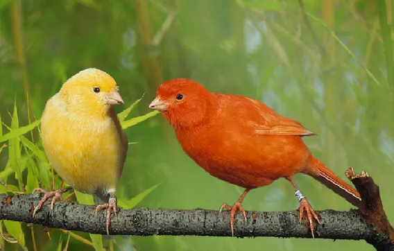 √ Cara Budidaya Burung Kenari yang Mudah dan Lengkap