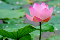 √ Cara Budidaya Bunga Lotus yang Mudah dan Lengkap