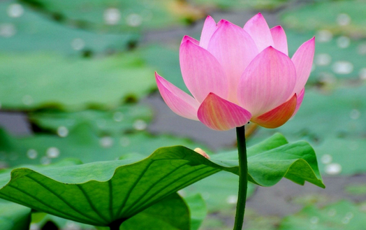 √ Cara Budidaya Bunga Lotus yang Mudah dan Lengkap